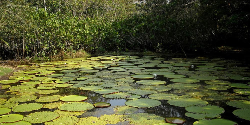 Rio_Cano_Cristales_Colombia