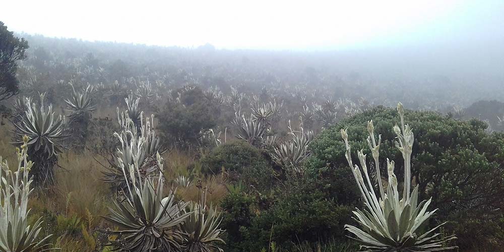 Rio_Cano_Cristales_Colombia