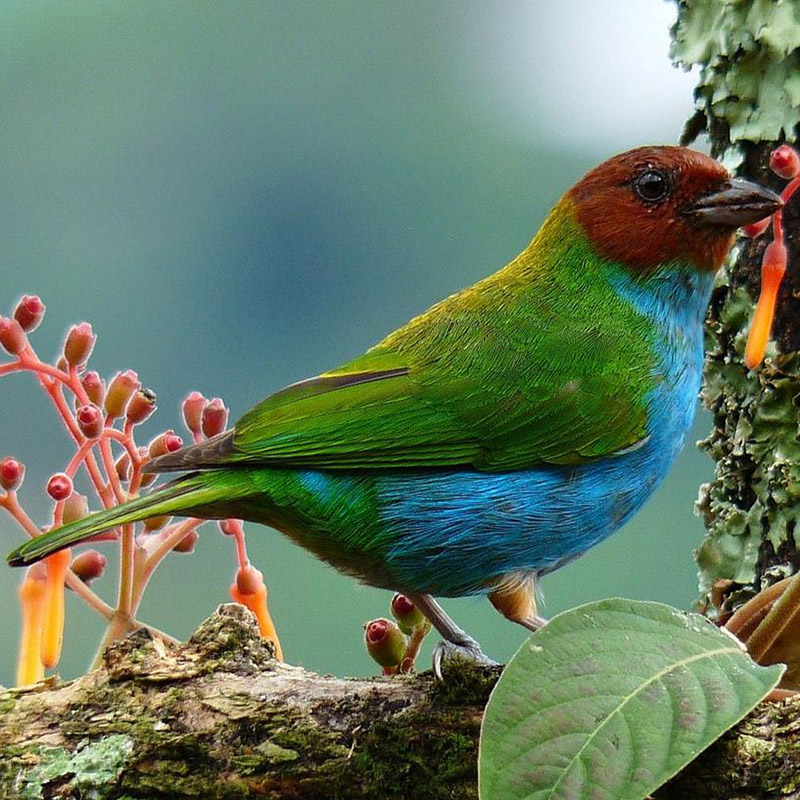 Colombian_Colorful_Bird