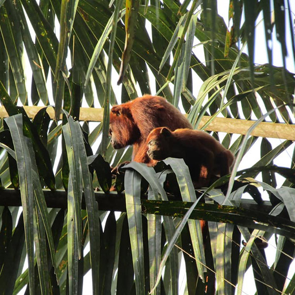 Monkeys_on_a_tree_Llanos_Orientales